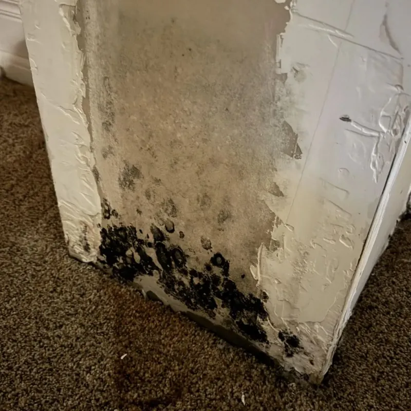 Professional Mold Removal in Coral Springs, FL